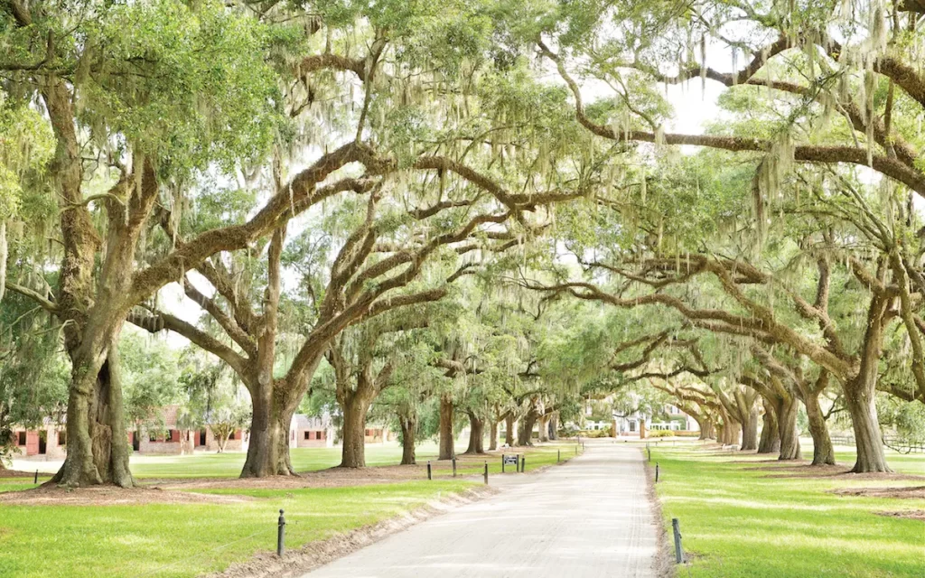 Magnolia Plantation and Gardens