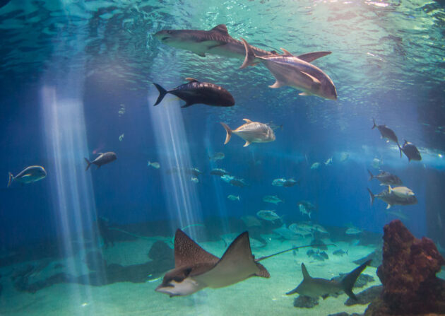 Maui Ocean Center
