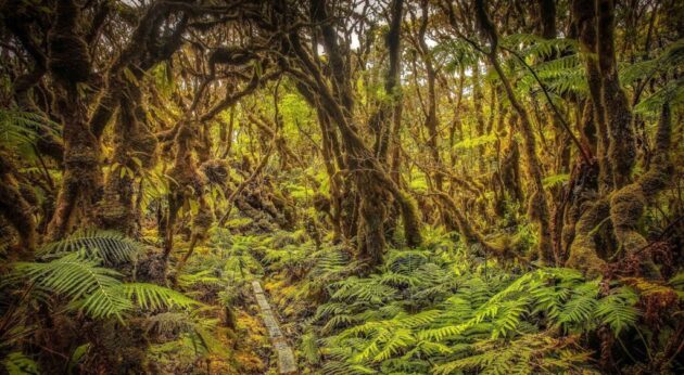 Molokai Forest Reserve