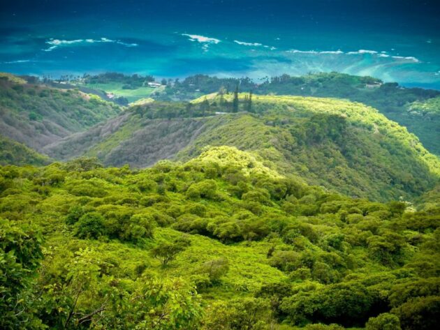 Molokai Forest Reserve