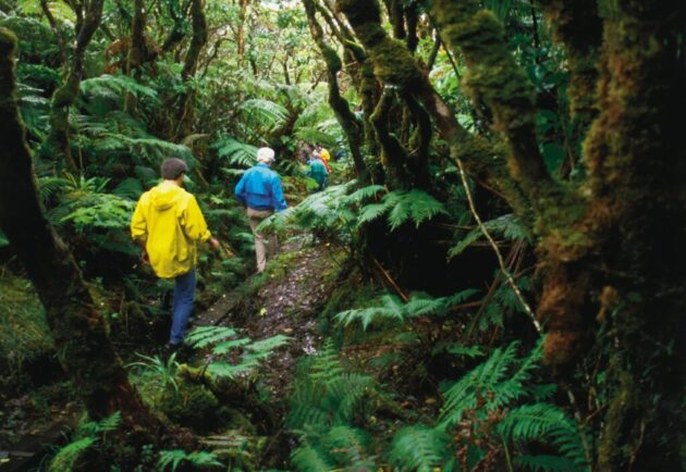 Molokai Forest Reserve