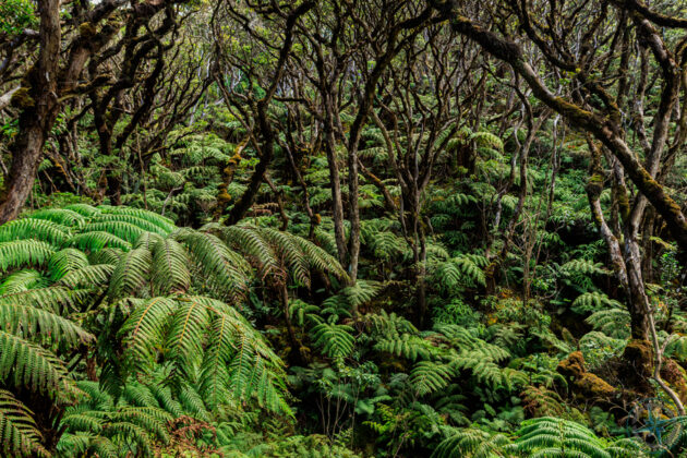 Molokai Forest Reserve
