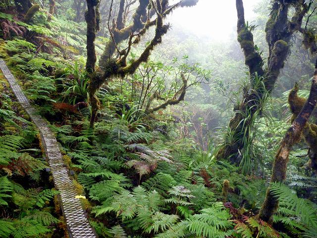 Molokai Forest Reserve