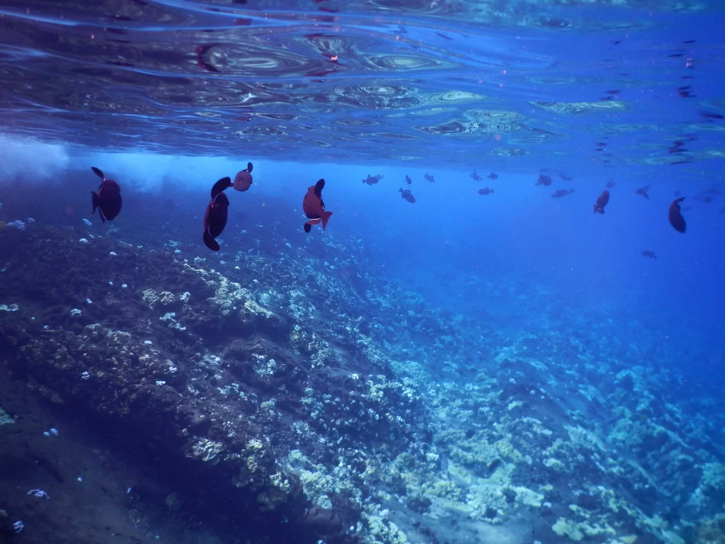 Molokini Crater
