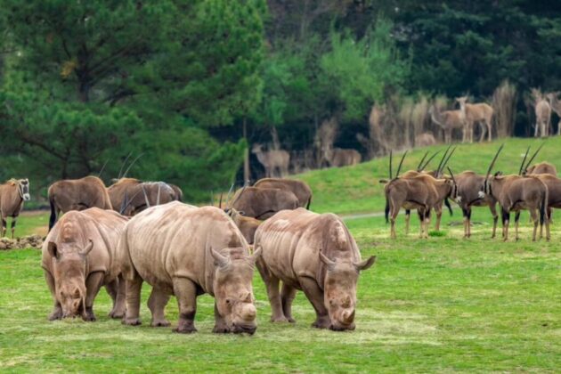 North Carolina Zoo