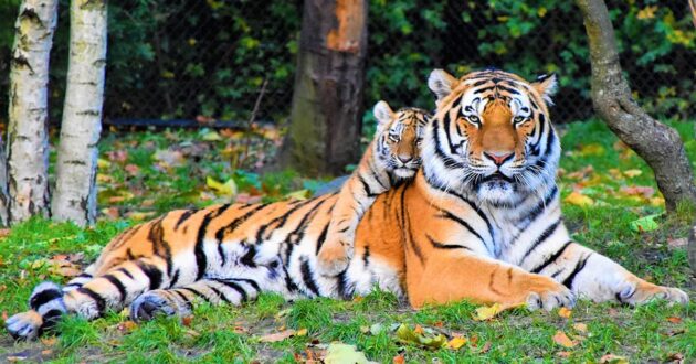 North Carolina Zoo