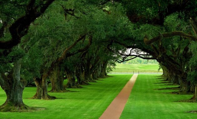 Oak Alley Plantation