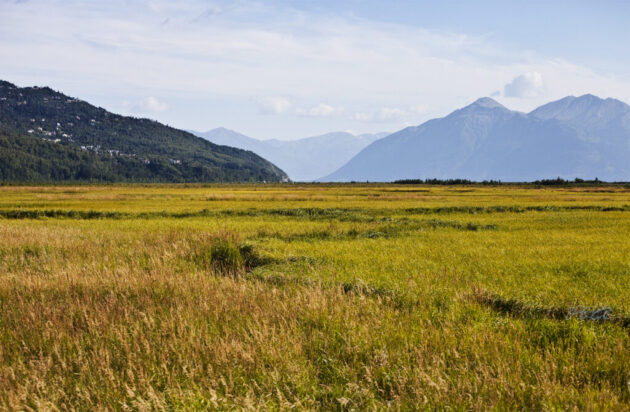 Potter Marsh Wildlife Viewing Boardwalk
