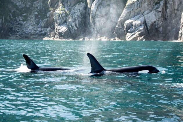 Seward Wildlife Watching