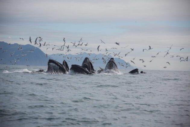 Seward Wildlife Watching