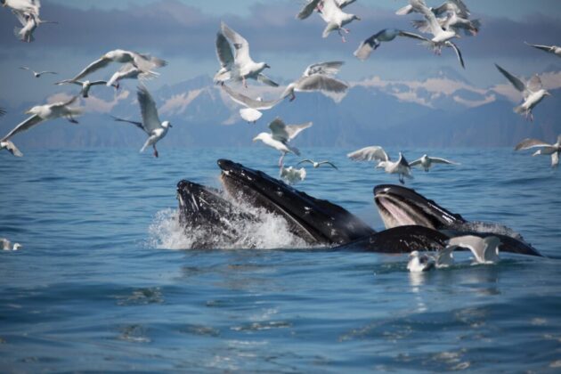 Seward Wildlife Watching