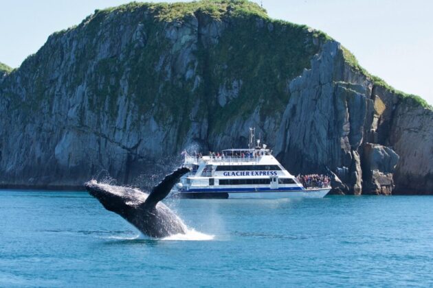 Seward Wildlife Watching