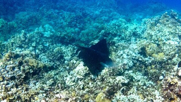 Snorkeling at Kumimi Beach