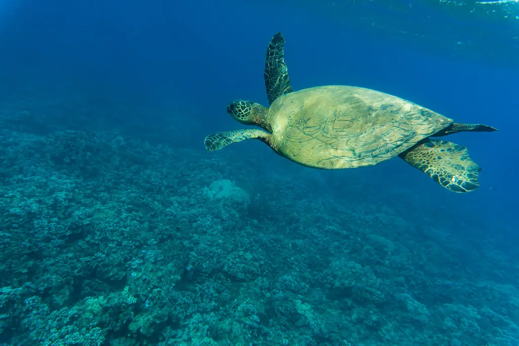 Snorkeling at Kumimi Beach
