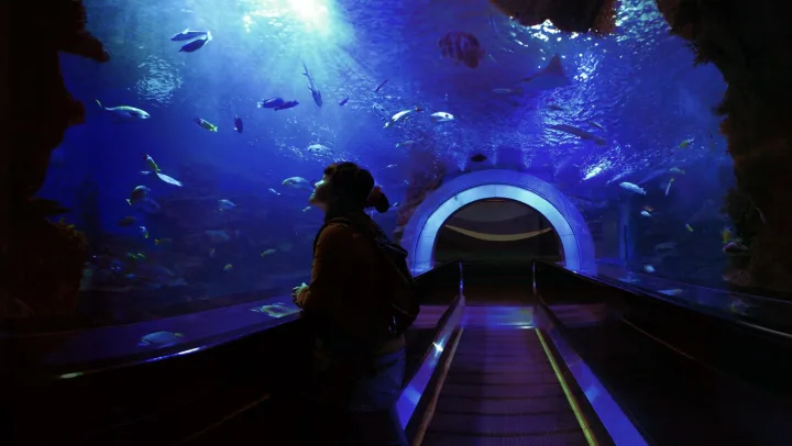 Tennessee Aquarium