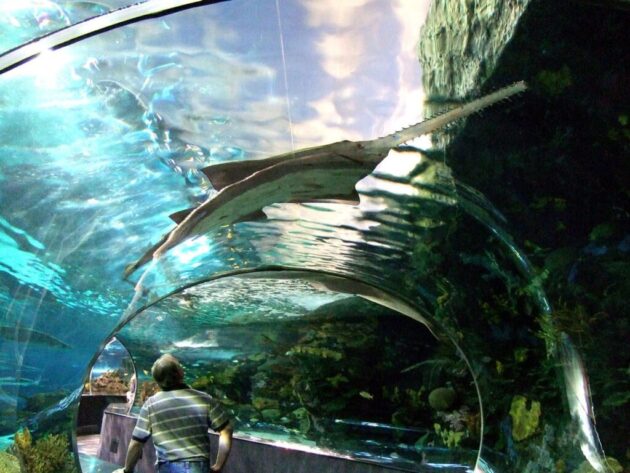 Tennessee Aquarium