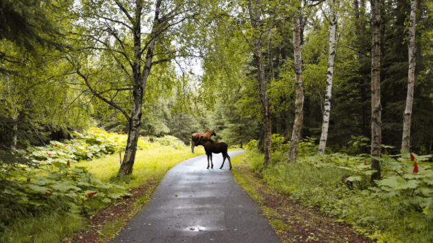 Tony Knowles Coastal Trail