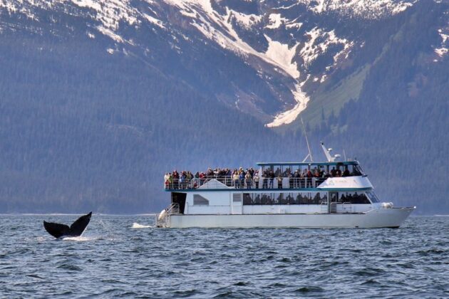 Whale Watching Juneau
