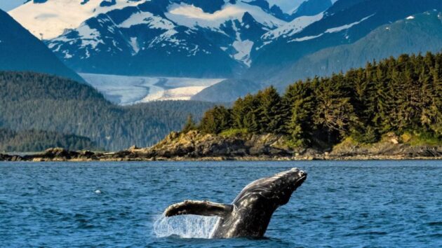 Whale Watching Juneau