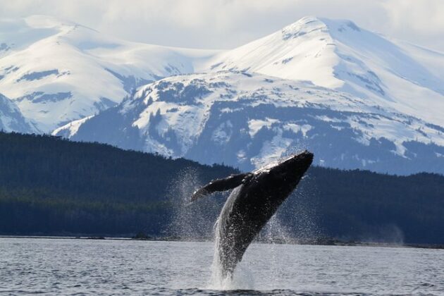 Whale Watching Juneau