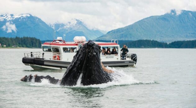 Whale Watching Juneau