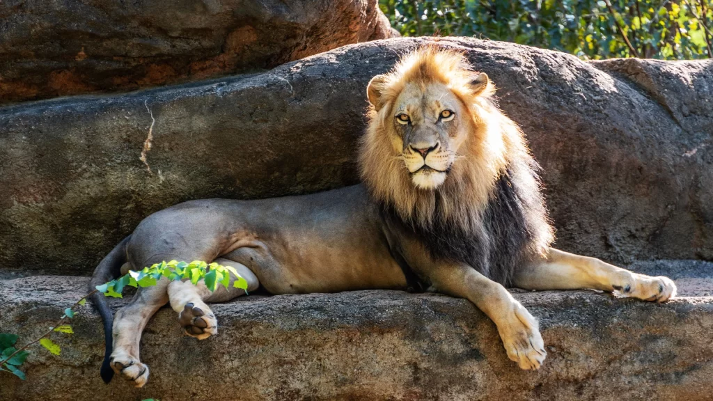 Zoo Atlanta