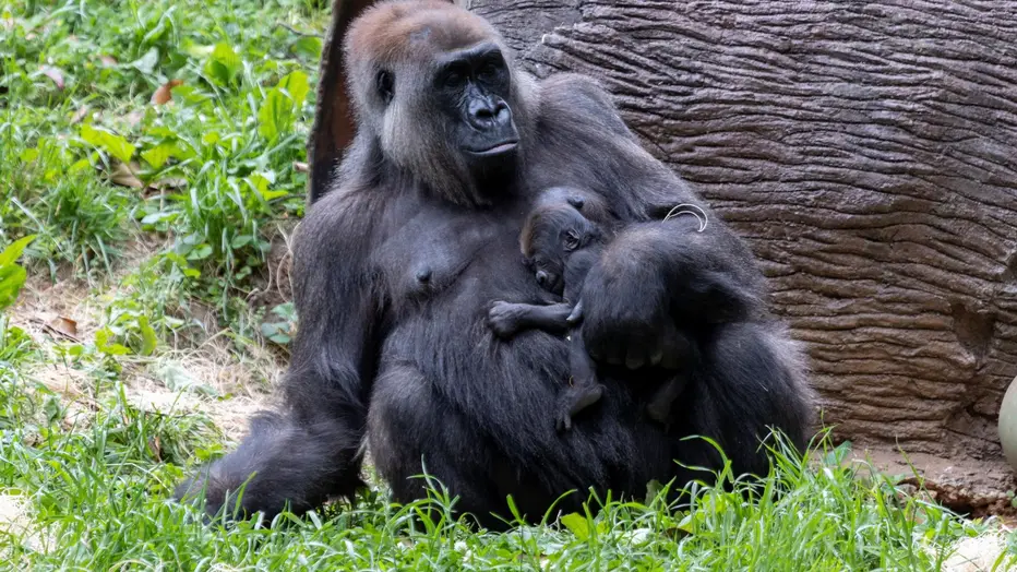 Zoo Atlanta