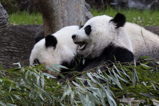 Zoo Atlanta