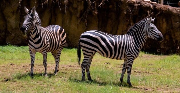 Zoo Atlanta