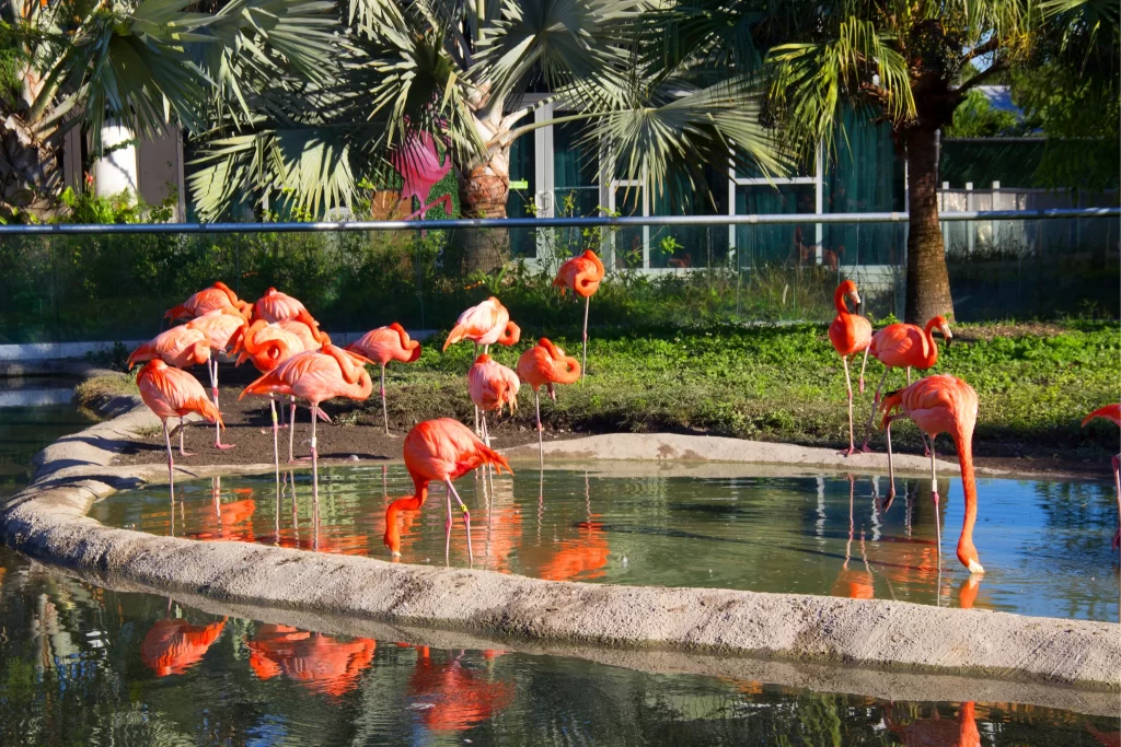 Zoo Miami