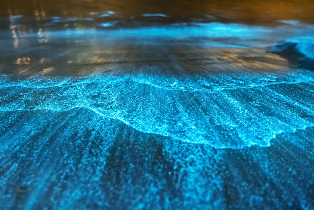 Three places to Experience Bioluminescence in Puerto Rico
