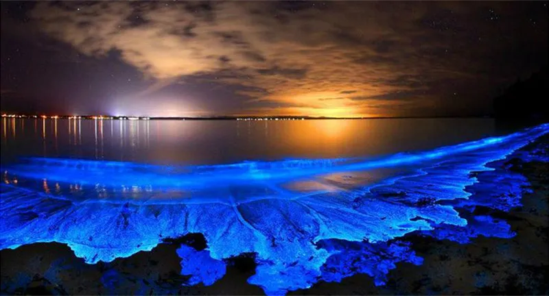 Bioluminescent Bays