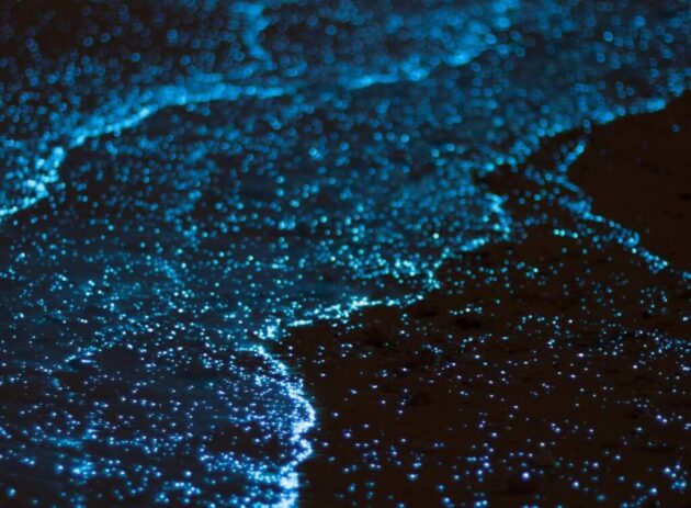 Bioluminescent Bays