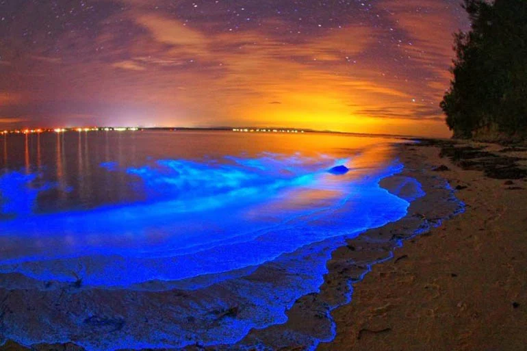 Bioluminescent Bays