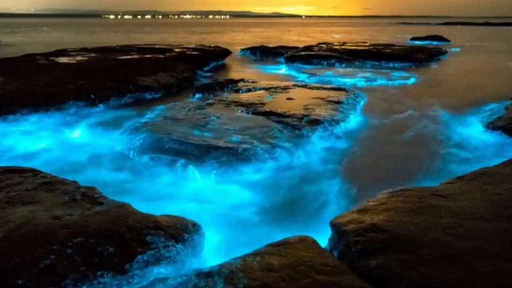 Bioluminescent Bays