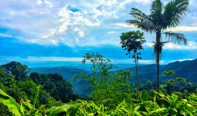El Yunque National Forest