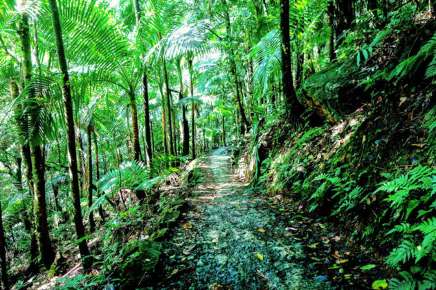 El Yunque National Forest
