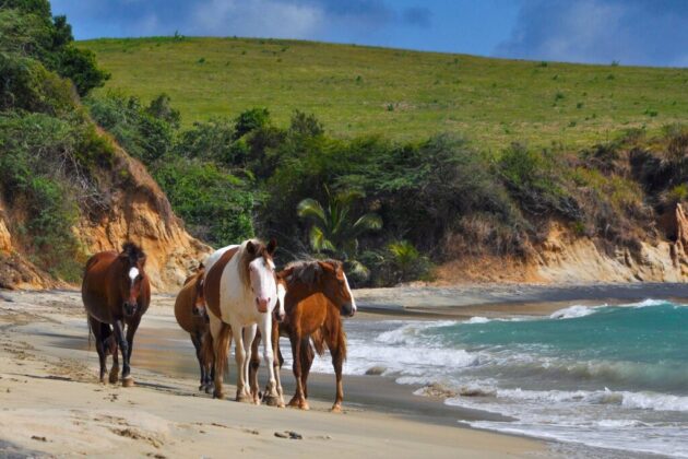 Vieques