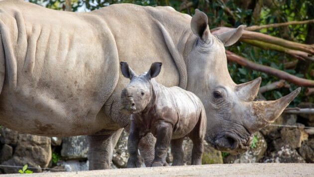 Auckland Zoo