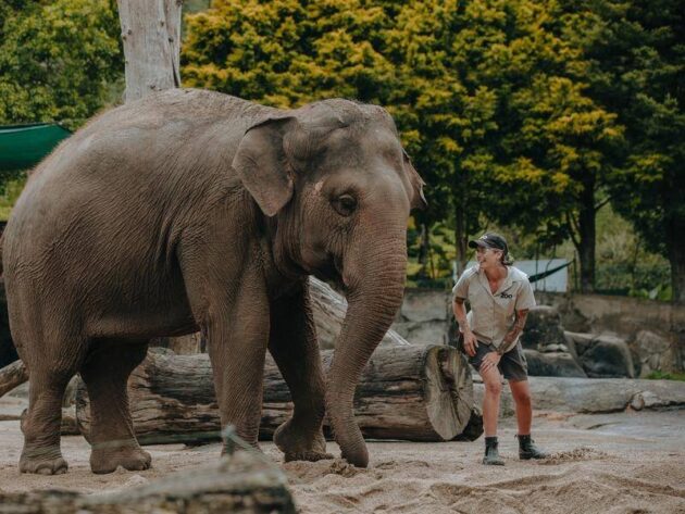 Auckland Zoo