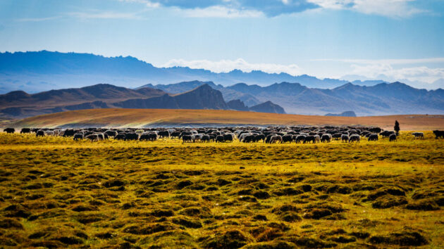 Bayanbulak Grassland