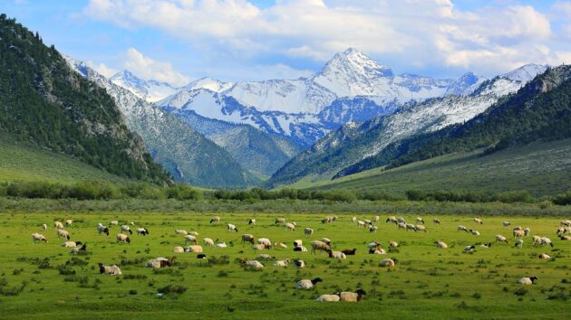 Bayanbulak Grassland