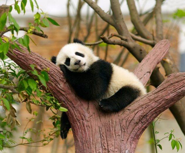 Chengdu Research Base of Giant Panda Breeding