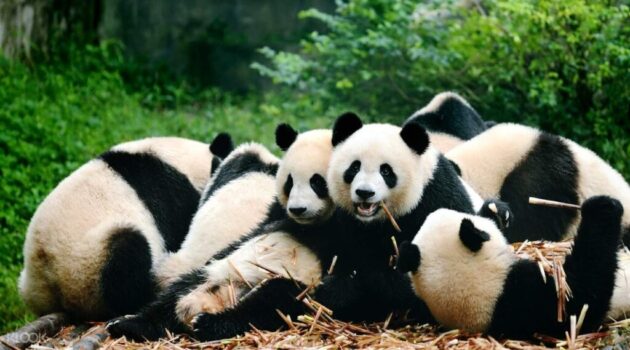 Chengdu Research Base of Giant Panda Breeding (成都大熊猫繁育研究基地)
