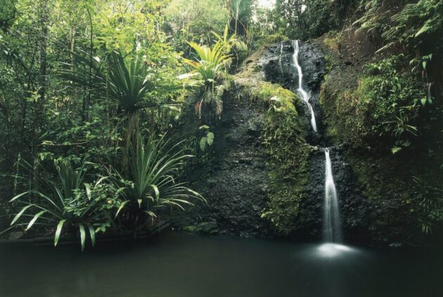 Colo-i-Suva Forest Park