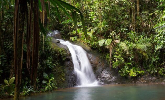 Colo-i-Suva Forest Park
