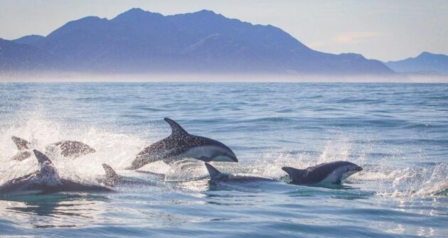 Kaikoura
