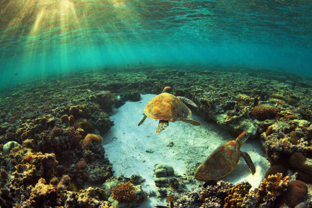 Lady Elliot Island