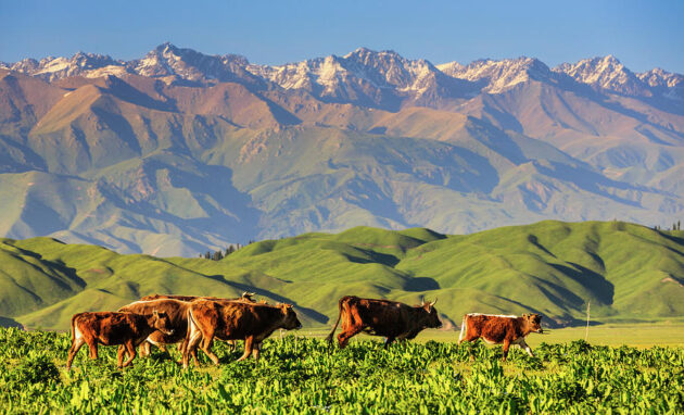 Nalati Grassland