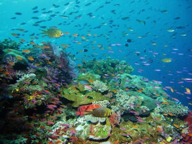 Namena Marine Reserve